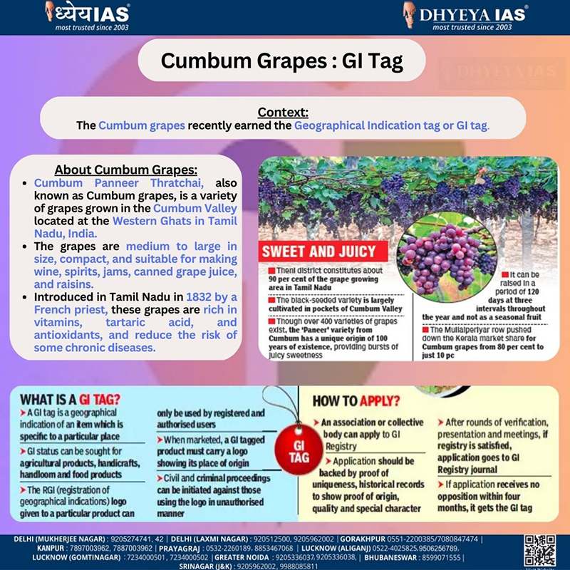 Info-paedia : Cumbum Grapes : GI Tag