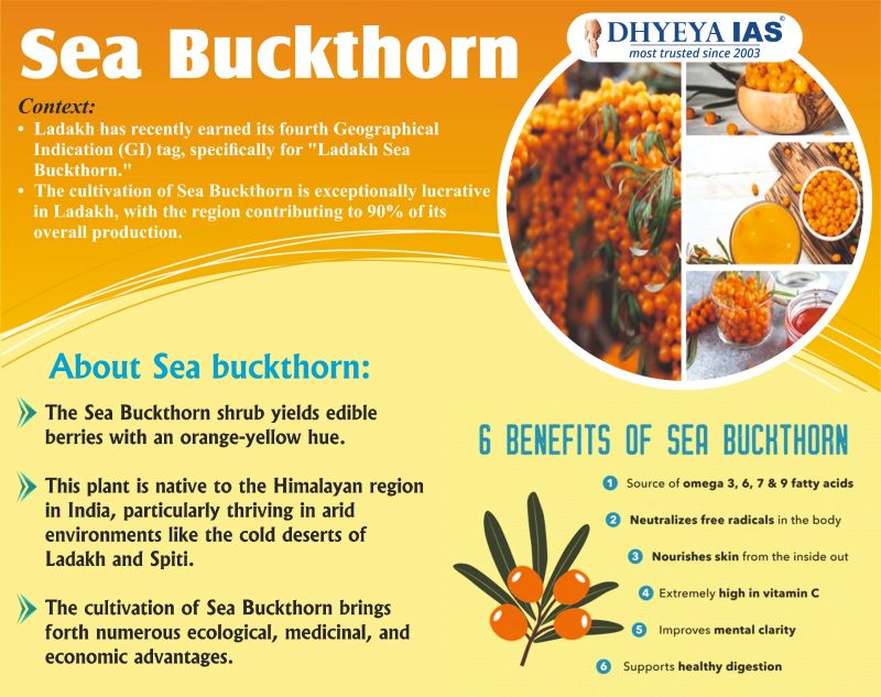 Sea Buckthorn